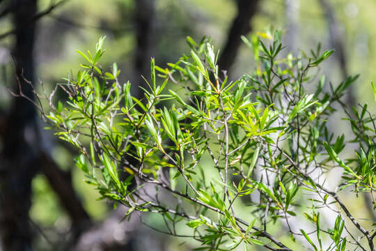 Image of Leucopogon fasciculatus