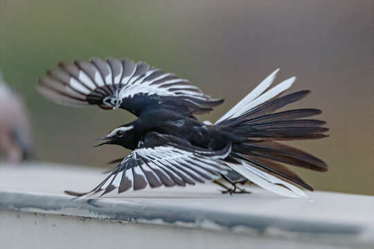 Image of White-browed Wagtail