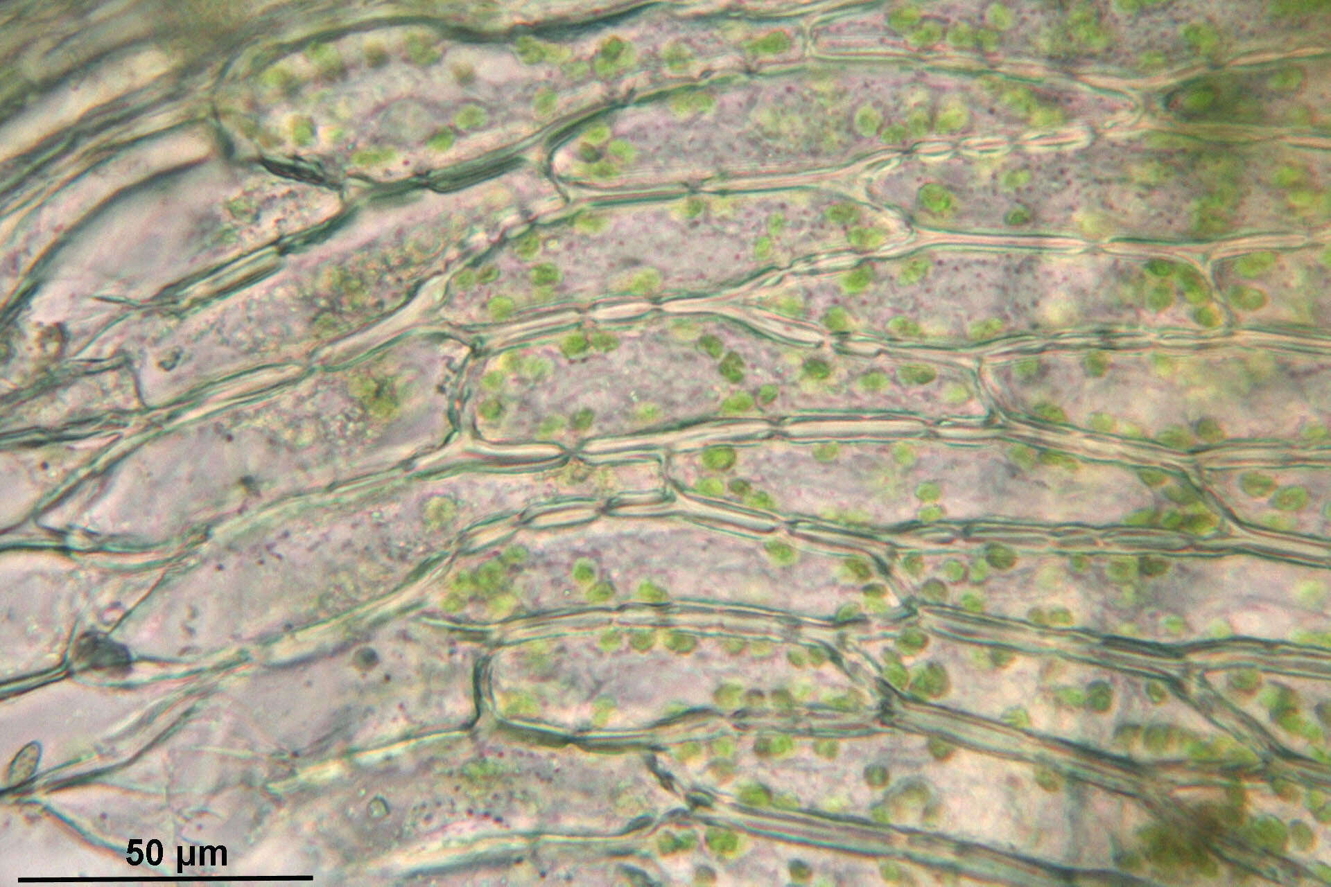 Image of Plagiothecium undulatum