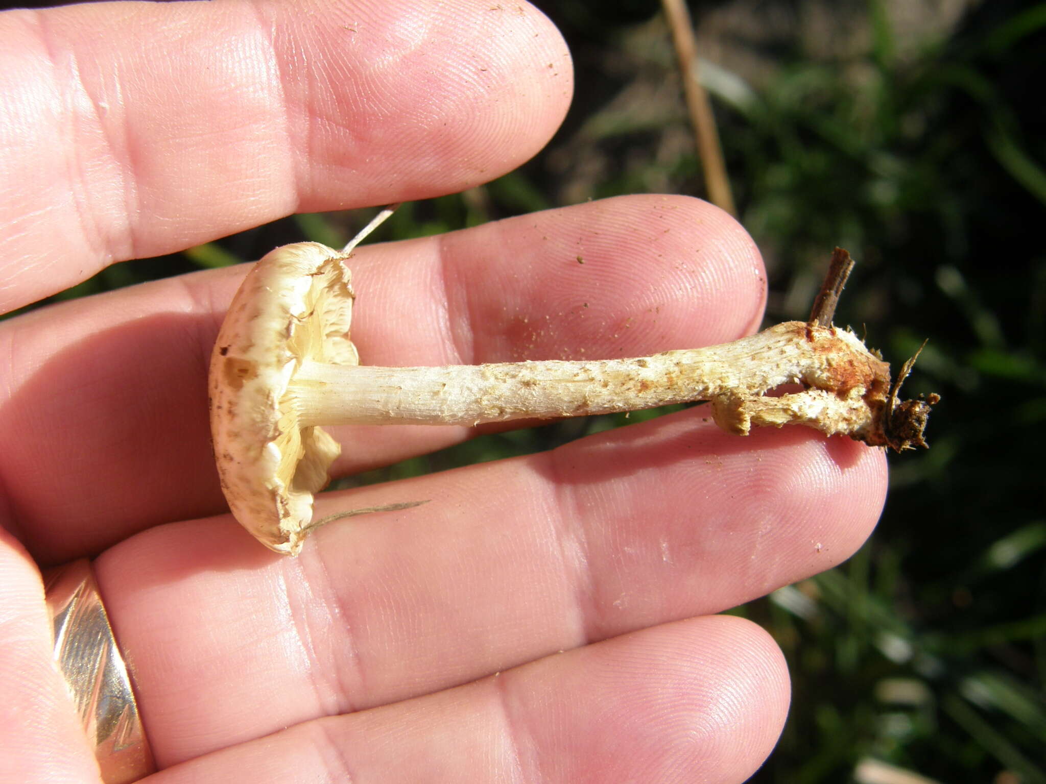 Image of Pholiota gummosa (Lasch) Singer 1951