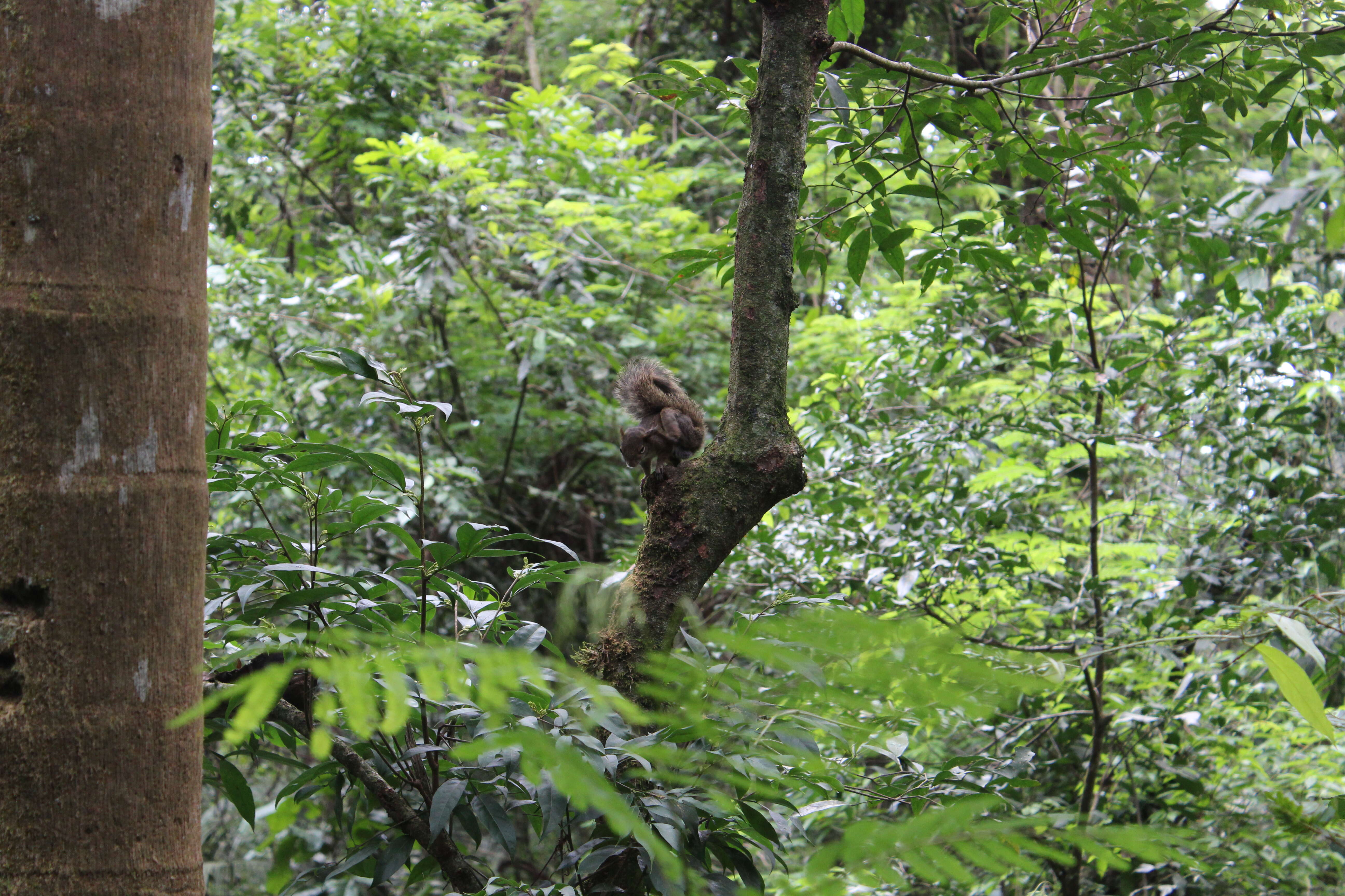 Image of Guianan Squirrel