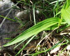 Image of Sword-leaved helleborine