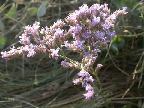 Image of Mediterranean sea lavender