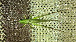 Image of Ruspolia lineosa (Walker & F. 1869)