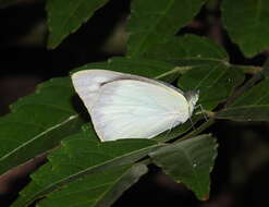 Image of Common albatross