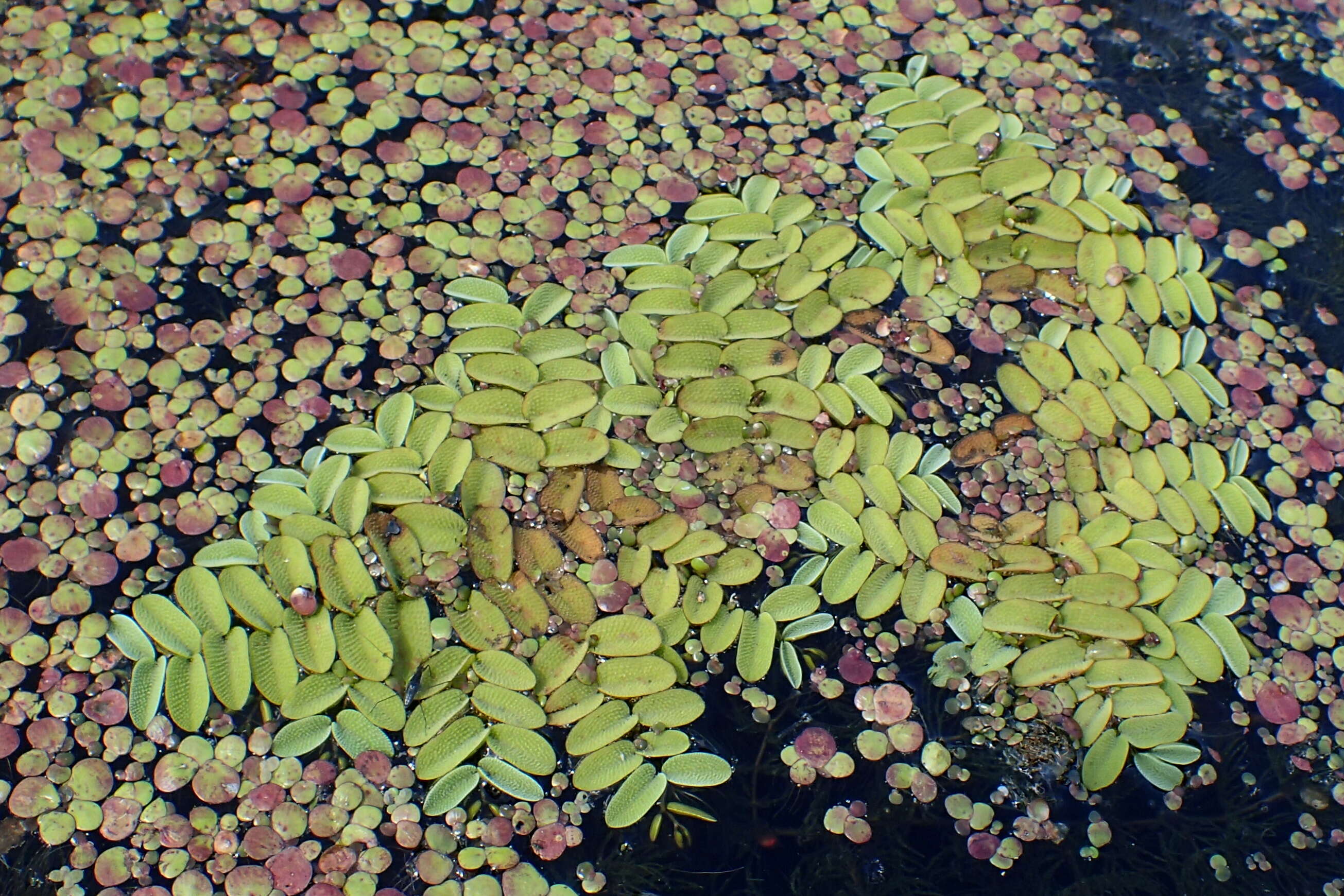 Image of floating watermoss