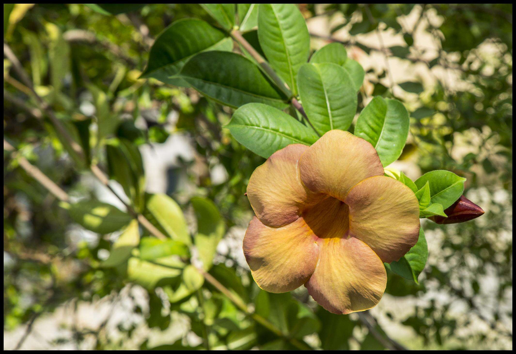 Image of Golden Trumpet or Buttercup Flower