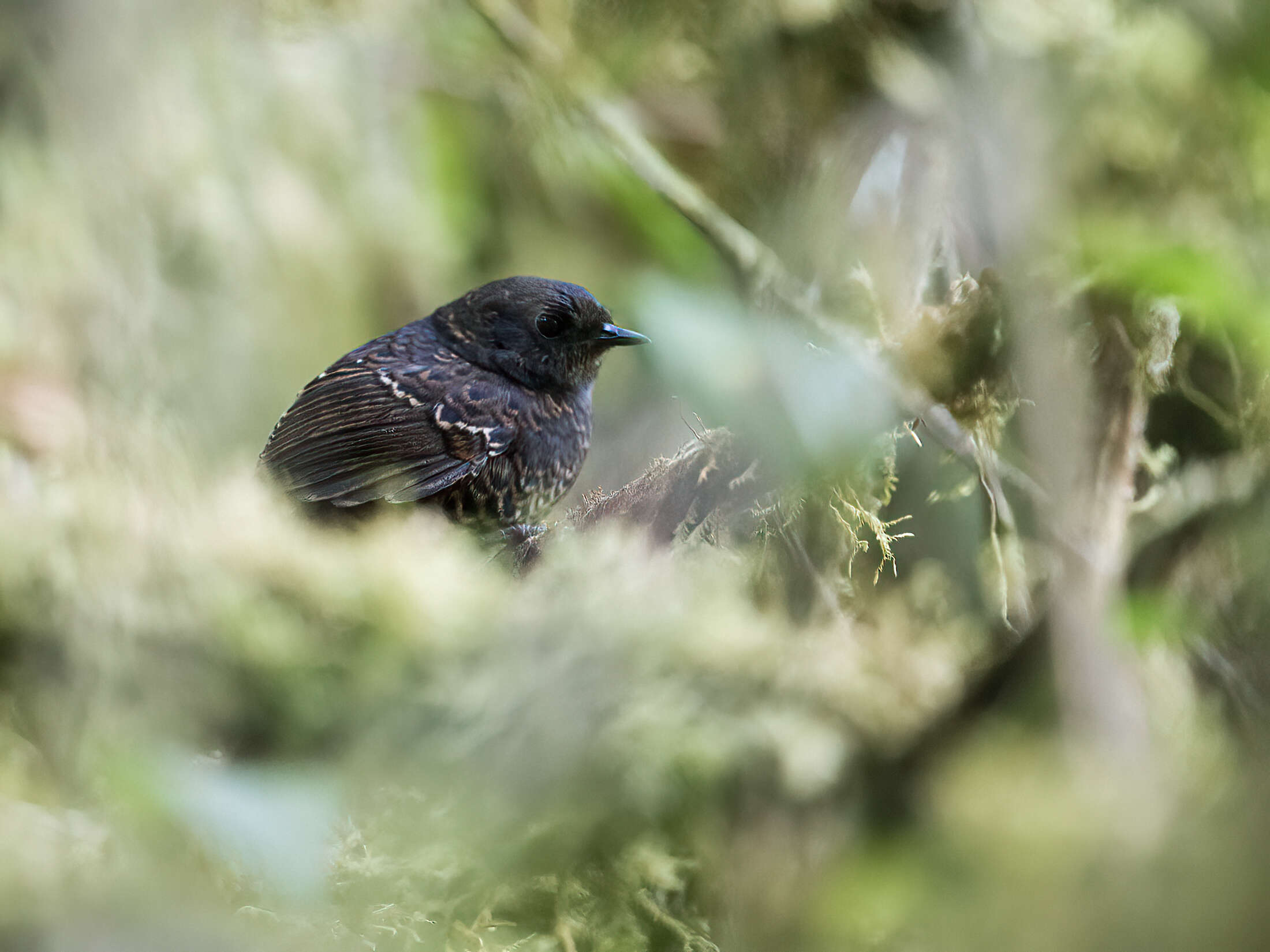 Image of Junin Tapaculo