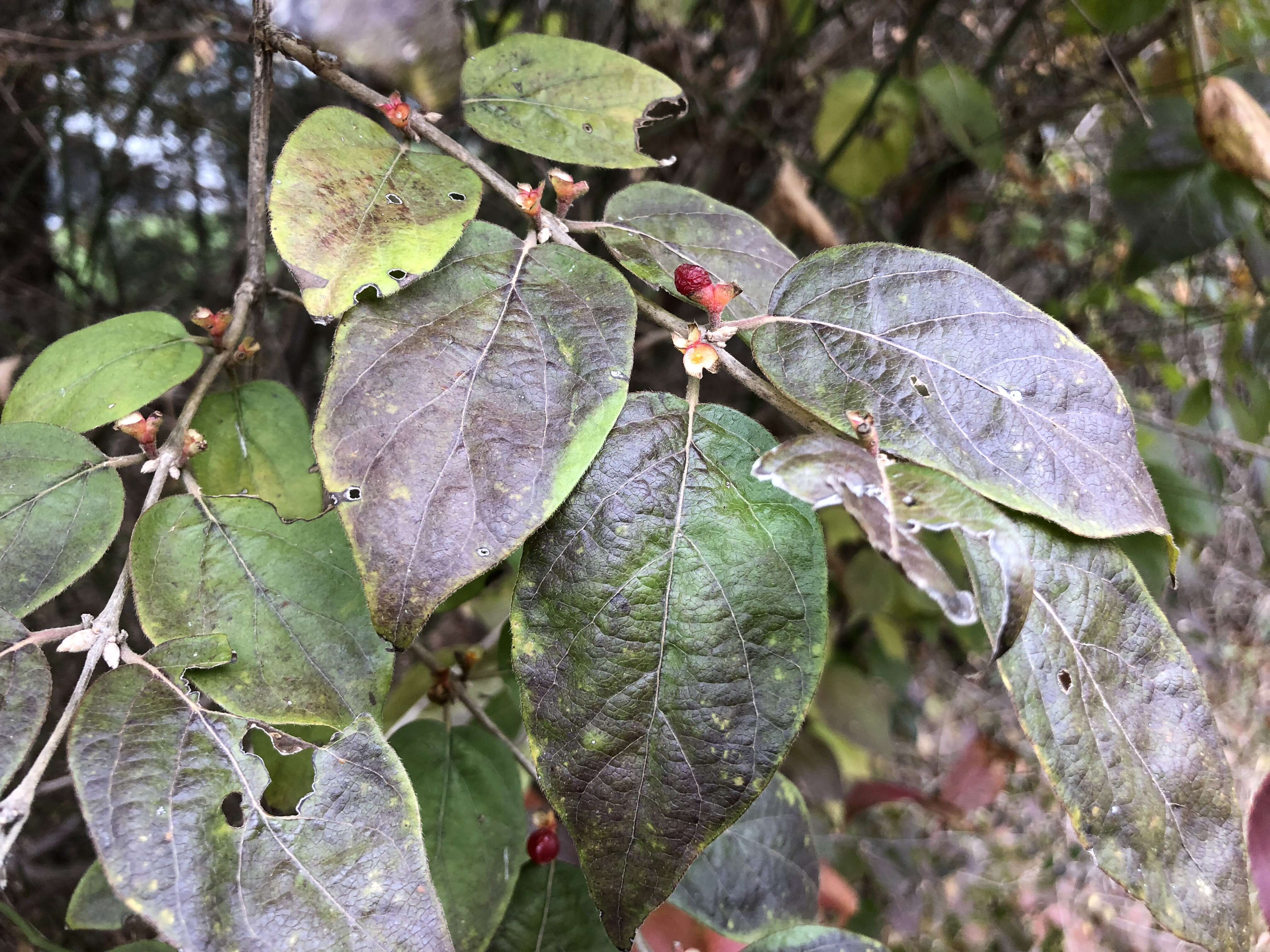 Image of Amur honeysuckle