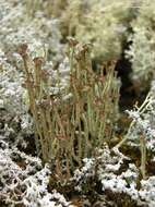 Image of cup lichen