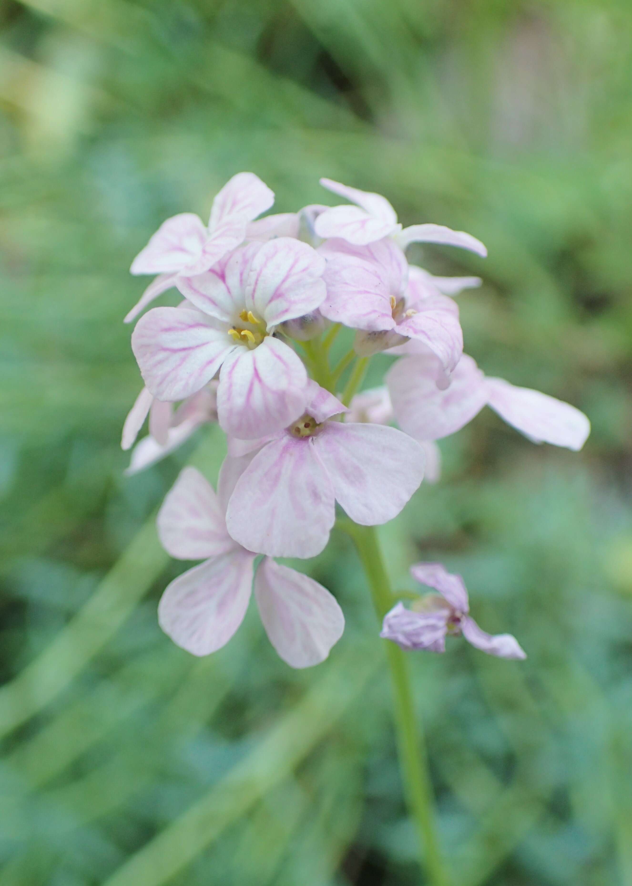 Image de Aethionema grandiflorum Boiss. & Hohen.