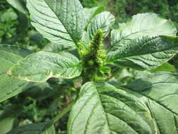 Image of redroot amaranth