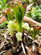 Image of Alpine bearberry