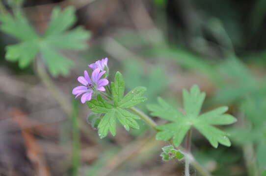 Imagem de Geranium molle L.