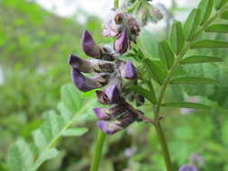 Image of bush vetch