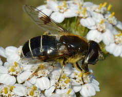 Image of Eristalis jugorum Egger 1858