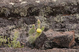 Image of Panhandle Prickly-pear