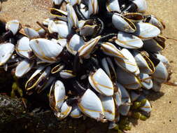 Image of Goose barnacle