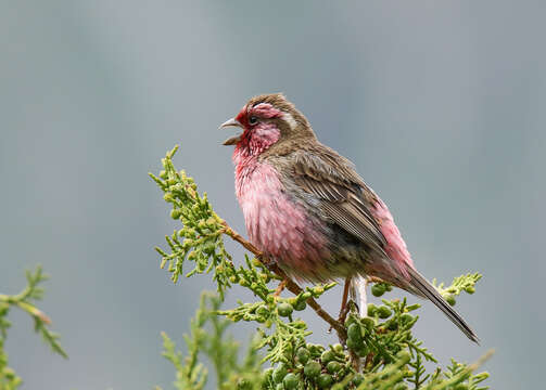 Image of Himalayan White-browed Rosefinch