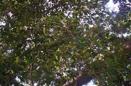 Image of Chinese banyan