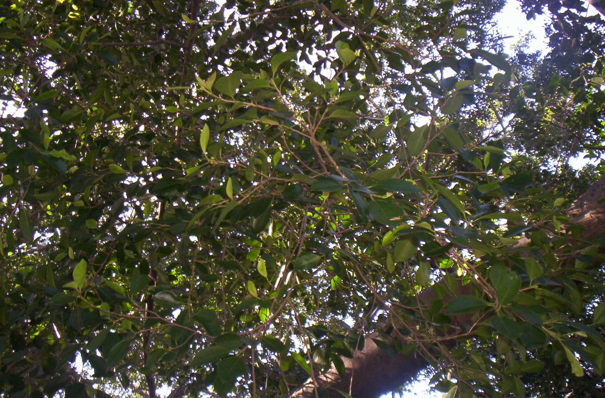 Image de Ficus microcarpa L. fil.