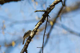 Image of gnatcatchers