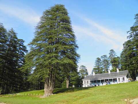 Image of Deodar cedar