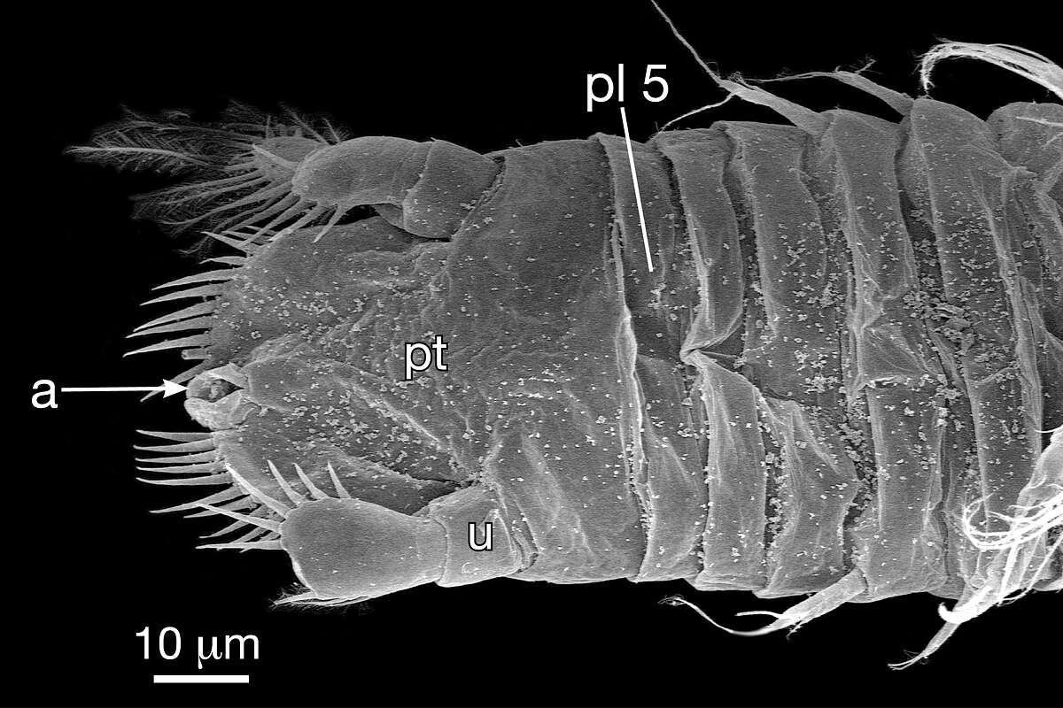 Plancia ëd Thermosbaenidae