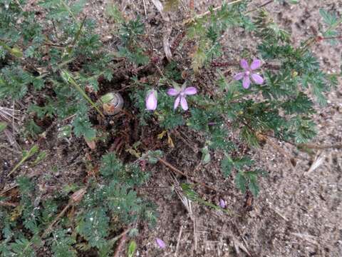 Image of Common Stork's-bill