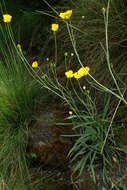 Image of Ranunculus gramineus L.