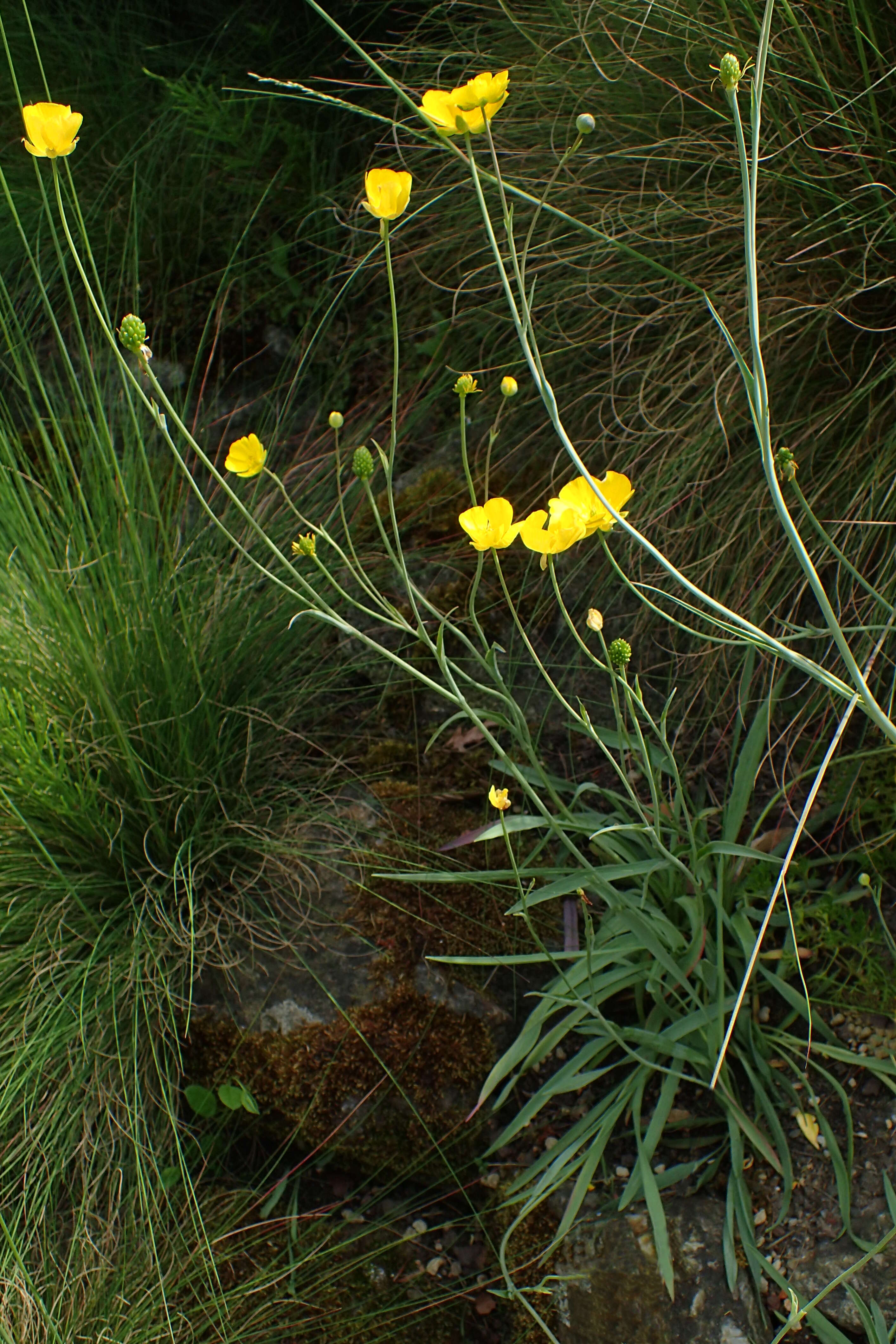 Image of Ranunculus gramineus L.