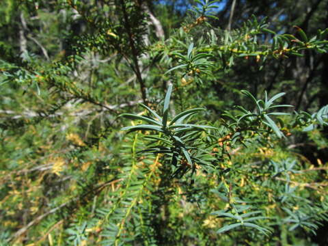 Image of Canadian Yew