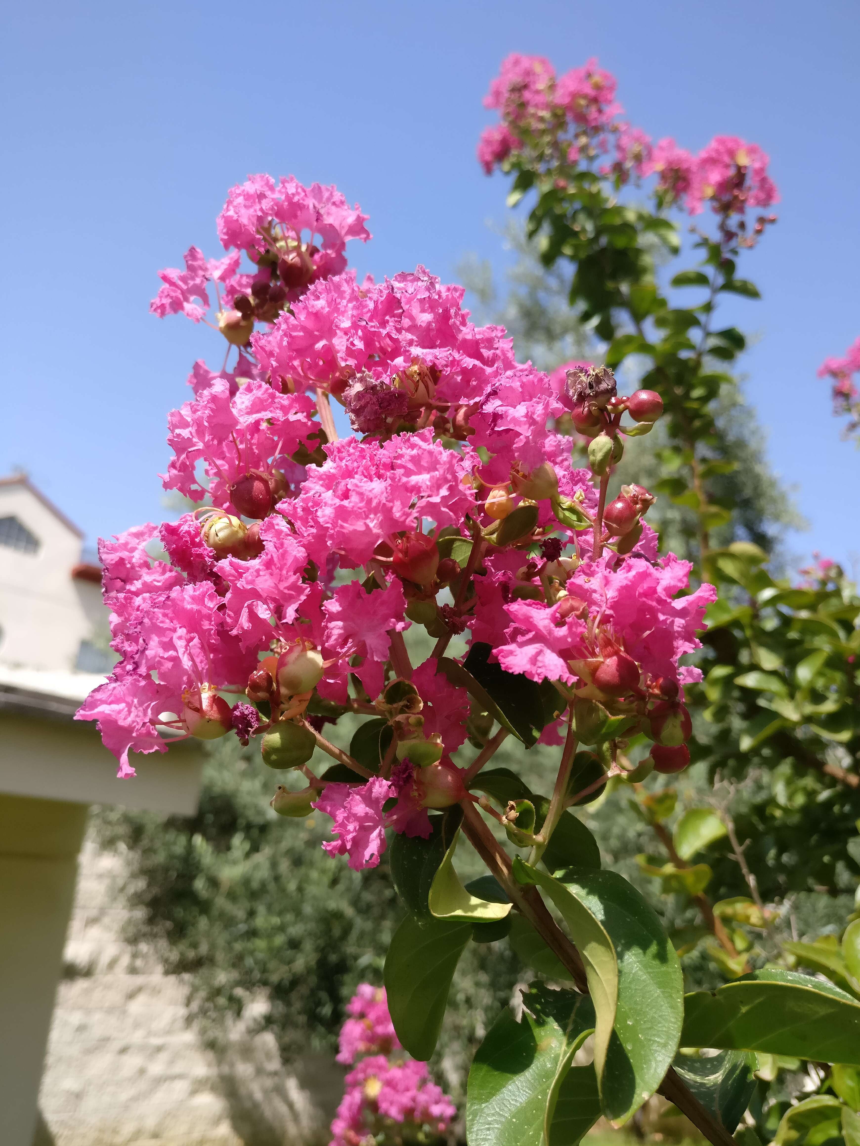 Image of Crape myrtle