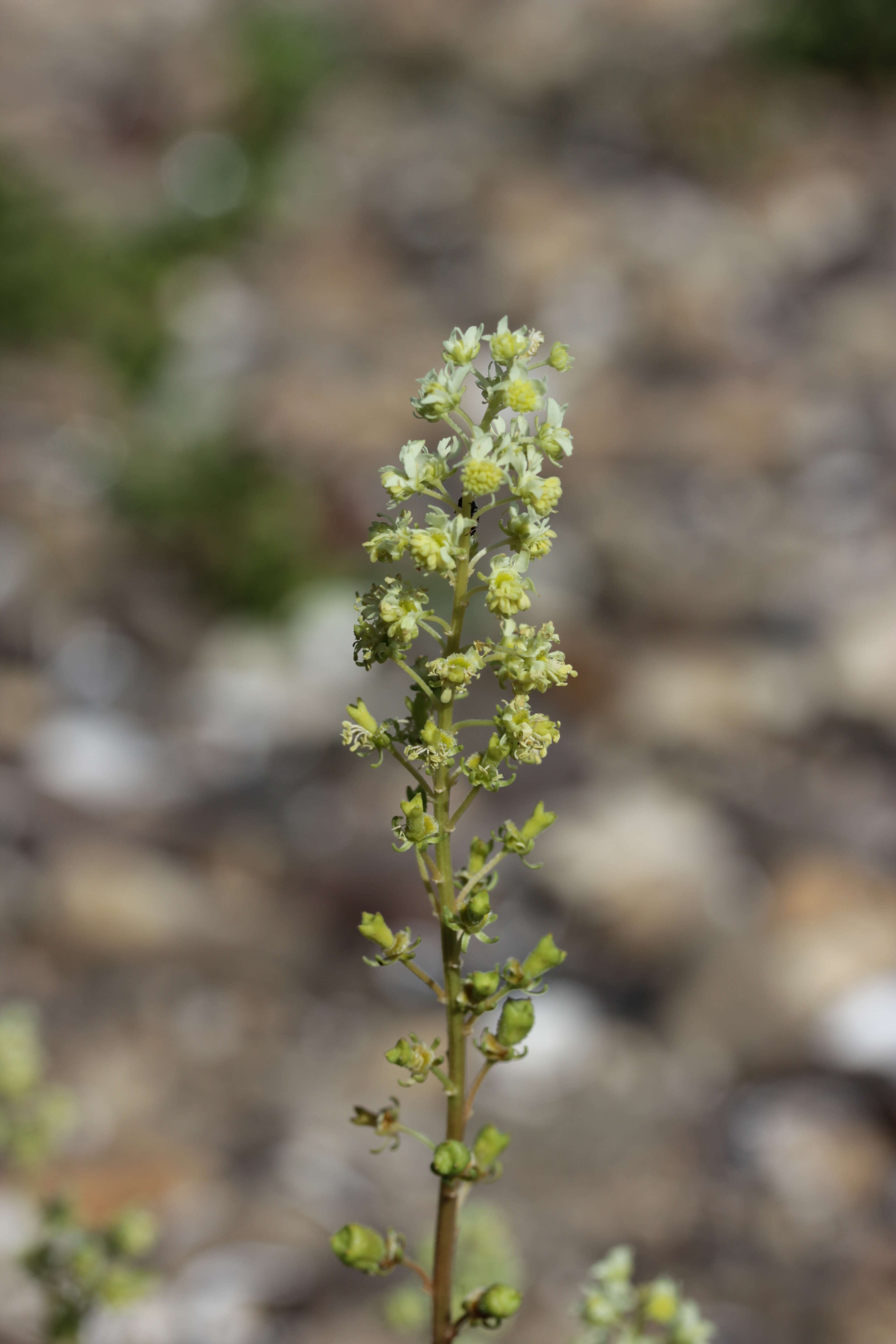 Слика од Reseda lutea L.