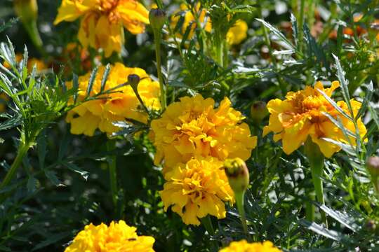 Tagetes erecta L. resmi