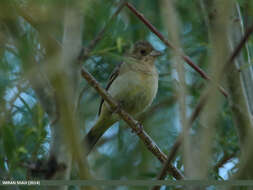 Image of Brown-headed Bunting