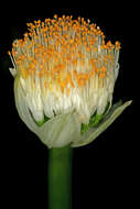 Imagem de Haemanthus albiflos Jacq.