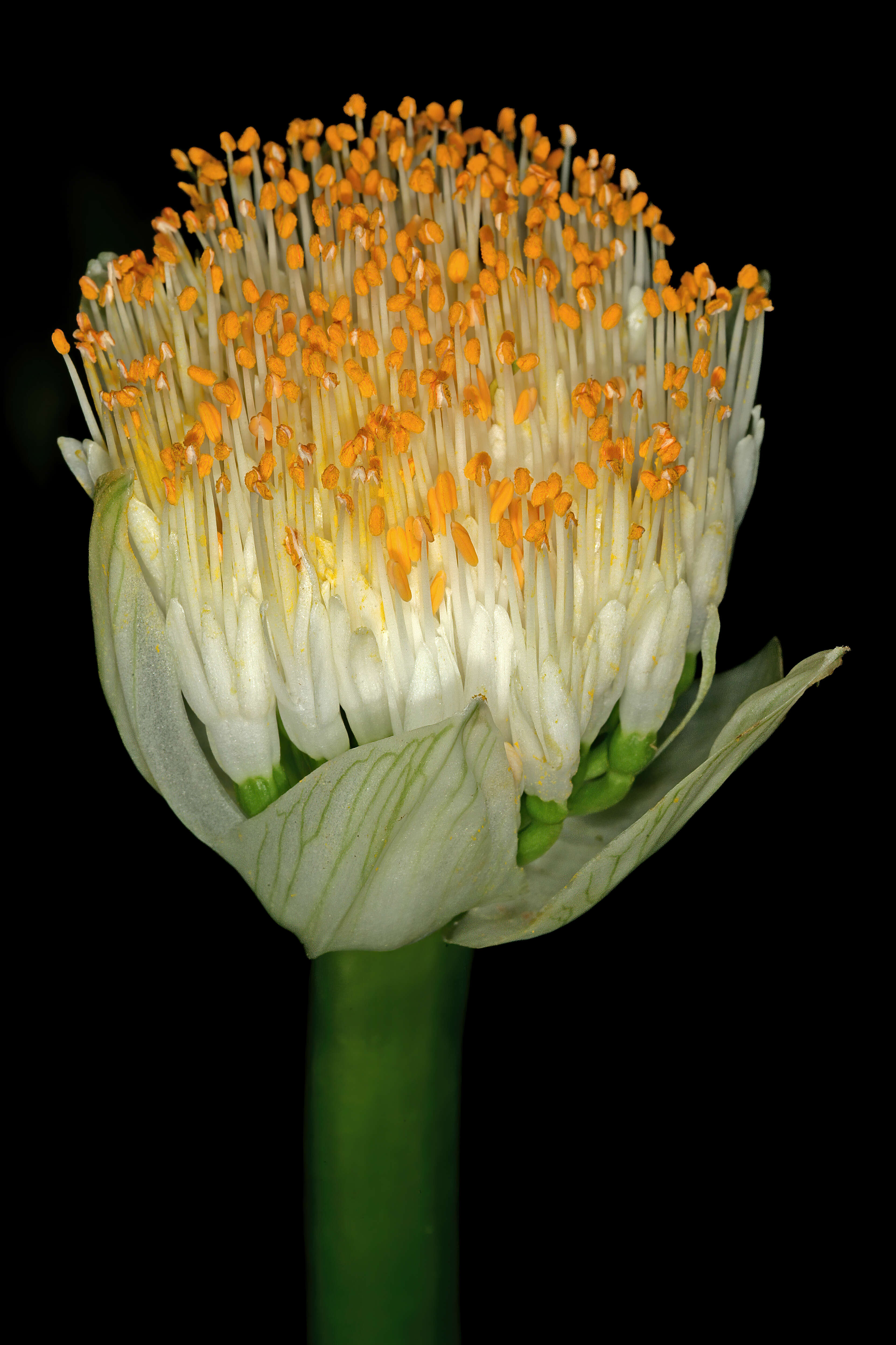 Imagem de Haemanthus albiflos Jacq.