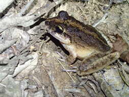 Image of Long-legged Streamfrog