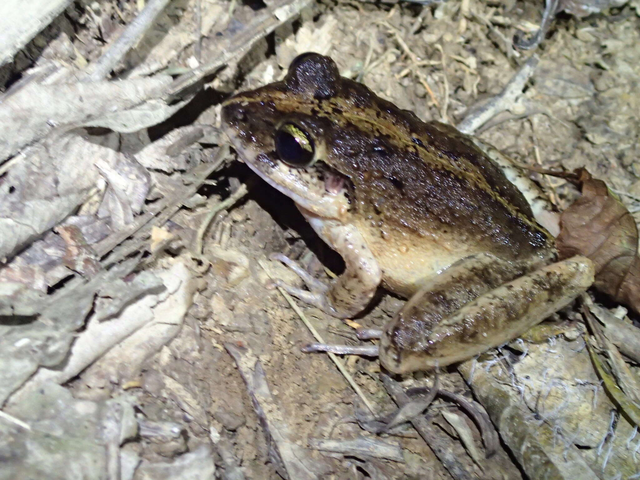 Image of Long-legged Streamfrog