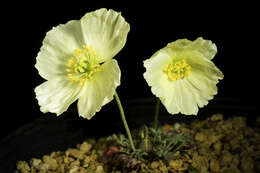 Image of Iceland Poppy