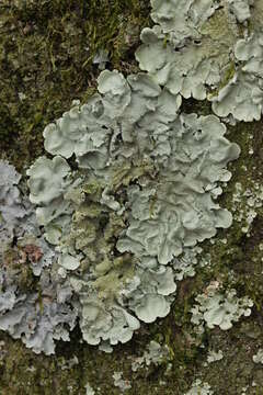 Image of Common greenshield lichen