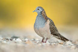 Image of Bar-shouldered Dove