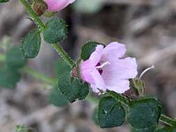 Image of Sparkling Mint-bush