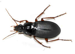 Image of Carabidae