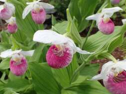 Image of Showy lady's slipper