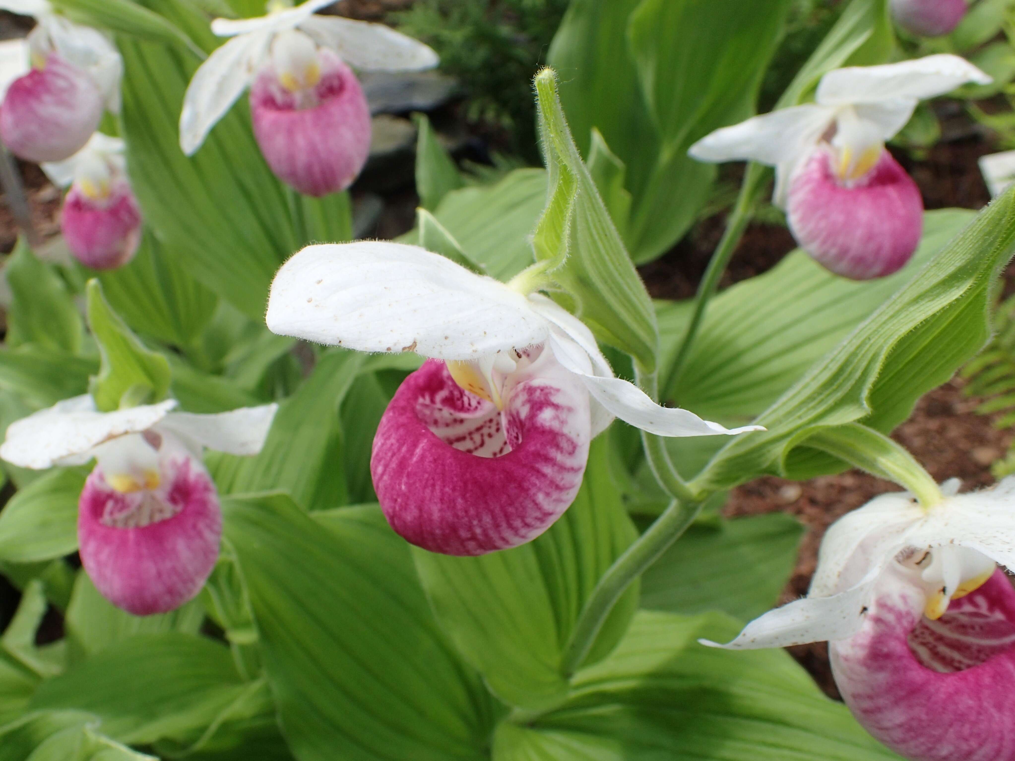 Image of Showy lady's slipper