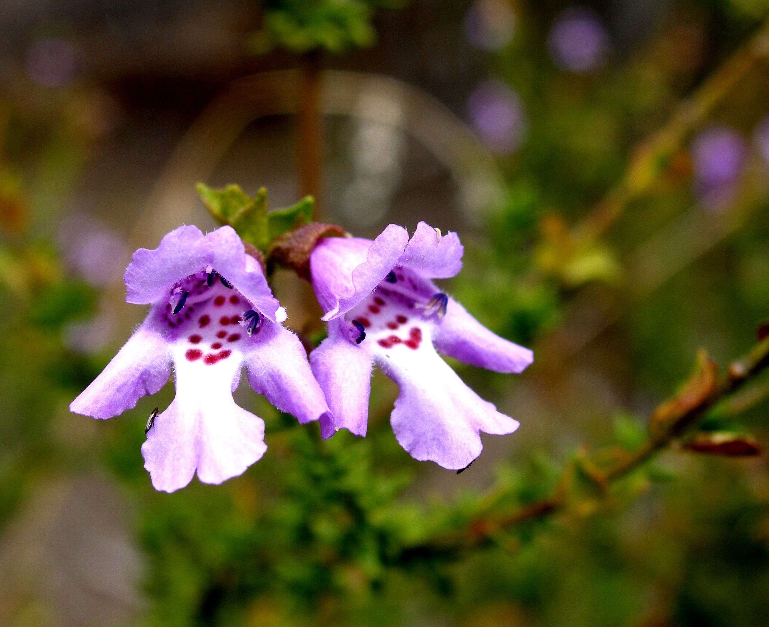 Image of Monarto Mint-bush