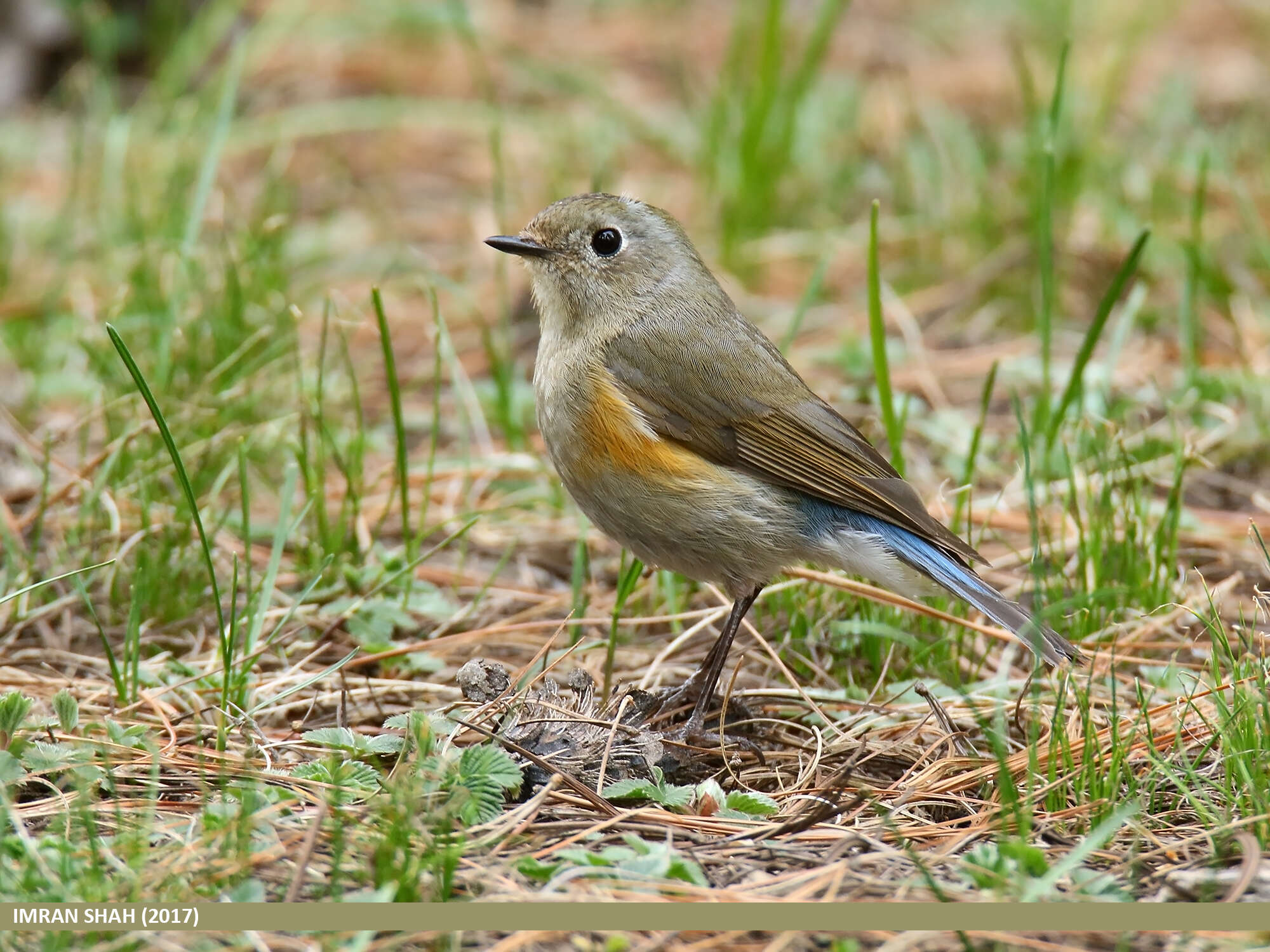 Image of Orange-flanked Bush-Robin