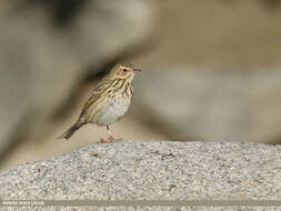 Image of Tree Pipit